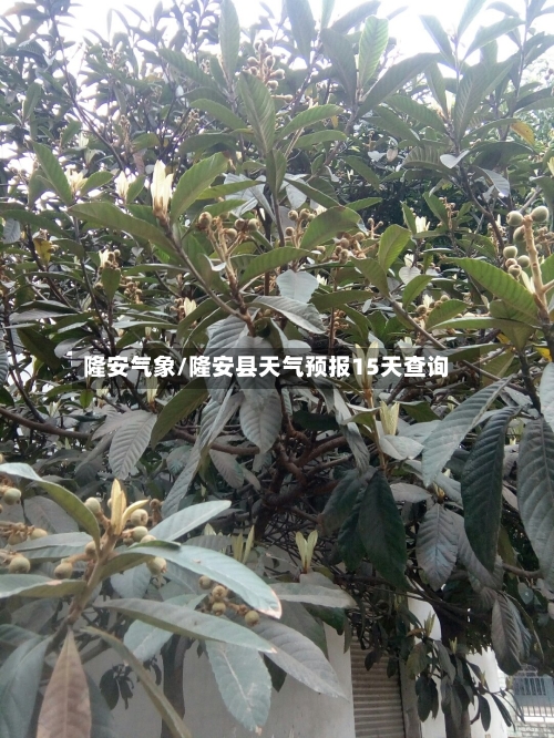 隆安气象/隆安县天气预报15天查询-第3张图片