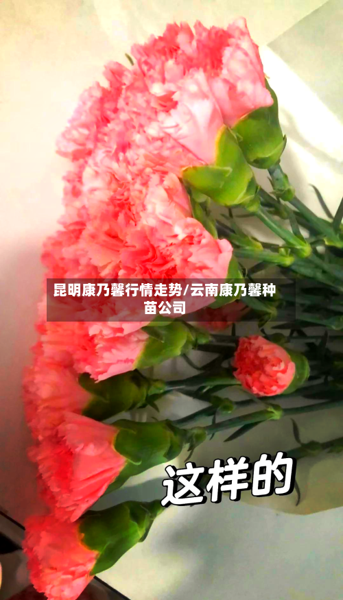 昆明康乃馨行情走势/云南康乃馨种苗公司-第3张图片