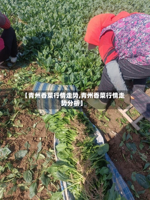 【青州香菜行情走势,青州香菜行情走势分析】
