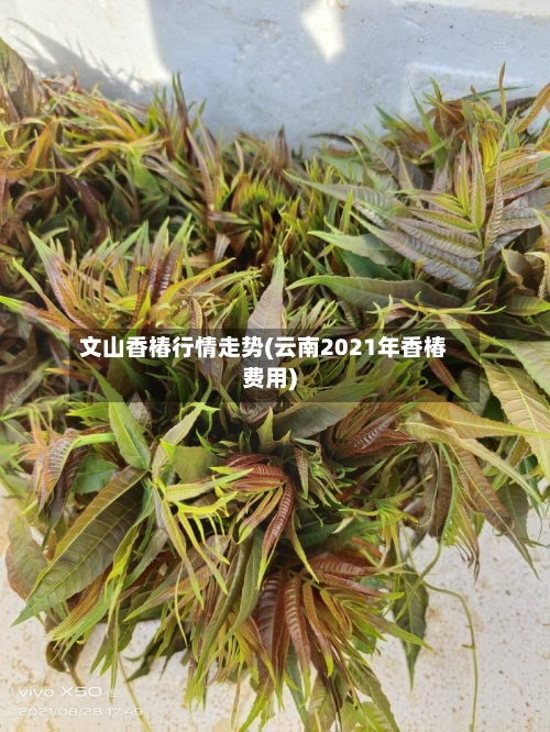文山香椿行情走势(云南2021年香椿费用)-第3张图片