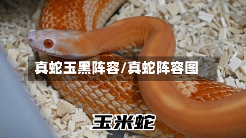 真蛇玉黑阵容/真蛇阵容图-第3张图片