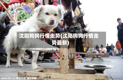 沈阳狗狗行情走势(沈阳狗狗行情走势最新)