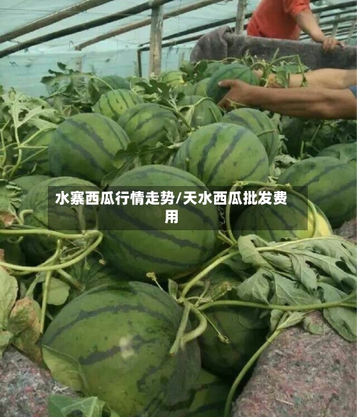 水寨西瓜行情走势/天水西瓜批发费用