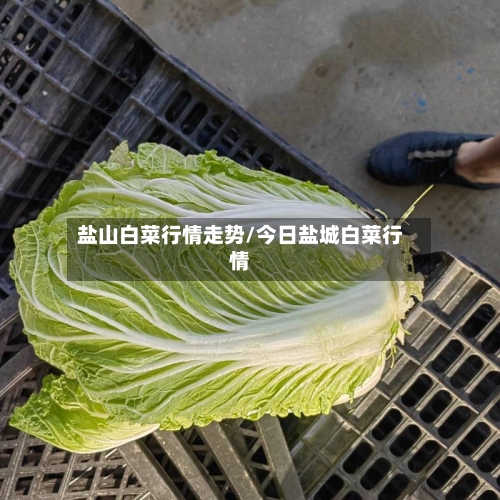 盐山白菜行情走势/今日盐城白菜行情