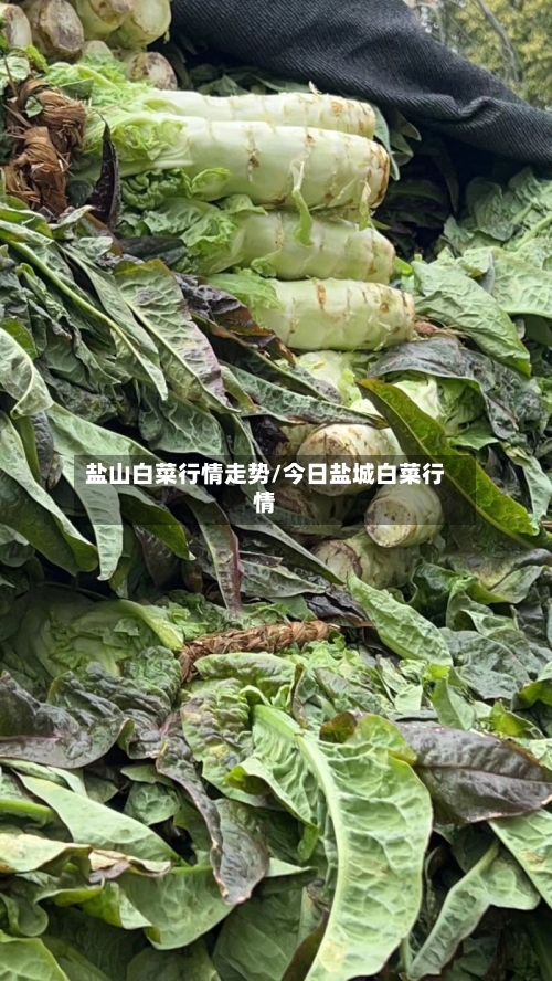 盐山白菜行情走势/今日盐城白菜行情-第3张图片