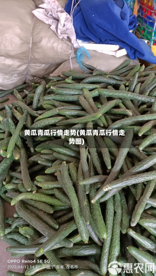 黄瓜青瓜行情走势(黄瓜青瓜行情走势图)-第2张图片