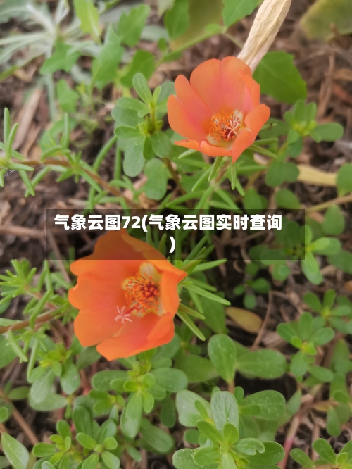 气象云图72(气象云图实时查询)