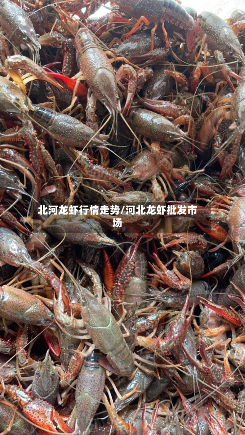 北河龙虾行情走势/河北龙虾批发市场