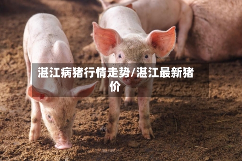 湛江病猪行情走势/湛江最新猪价