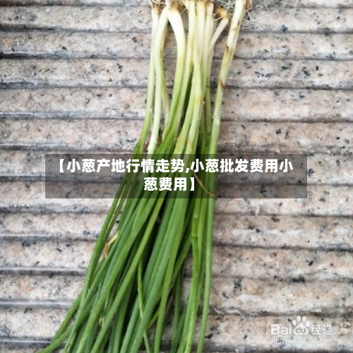【小葱产地行情走势,小葱批发费用小葱费用】