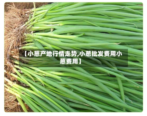 【小葱产地行情走势,小葱批发费用小葱费用】-第2张图片
