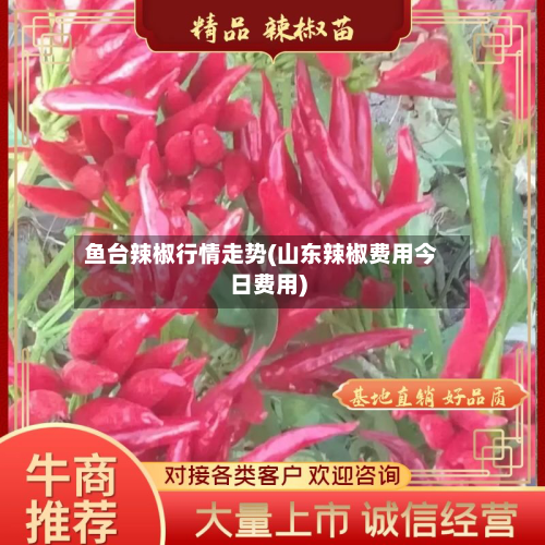鱼台辣椒行情走势(山东辣椒费用今日费用)-第2张图片