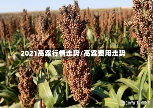 2021高粱行情走势/高粱费用走势-第3张图片
