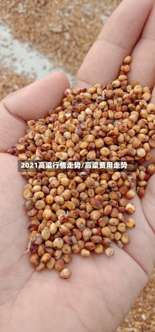 2021高粱行情走势/高粱费用走势