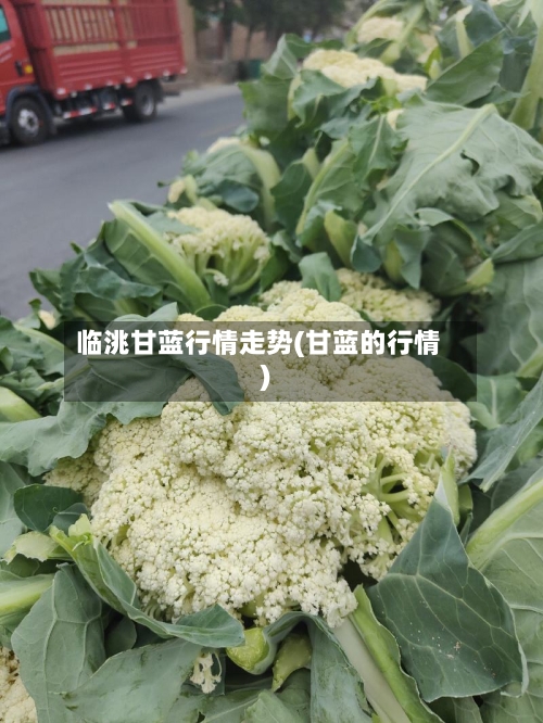 临洮甘蓝行情走势(甘蓝的行情)-第3张图片