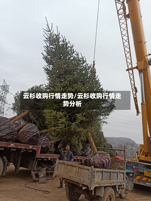 云杉收购行情走势/云杉收购行情走势分析