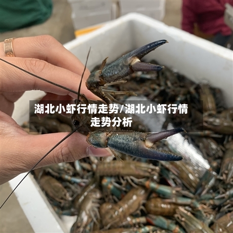湖北小虾行情走势/湖北小虾行情走势分析