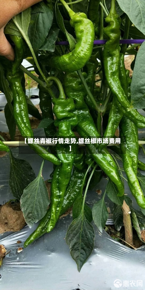 【螺丝青椒行情走势,螺丝椒市场费用】-第2张图片