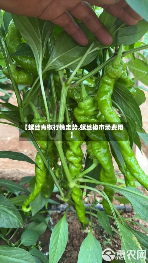 【螺丝青椒行情走势,螺丝椒市场费用】