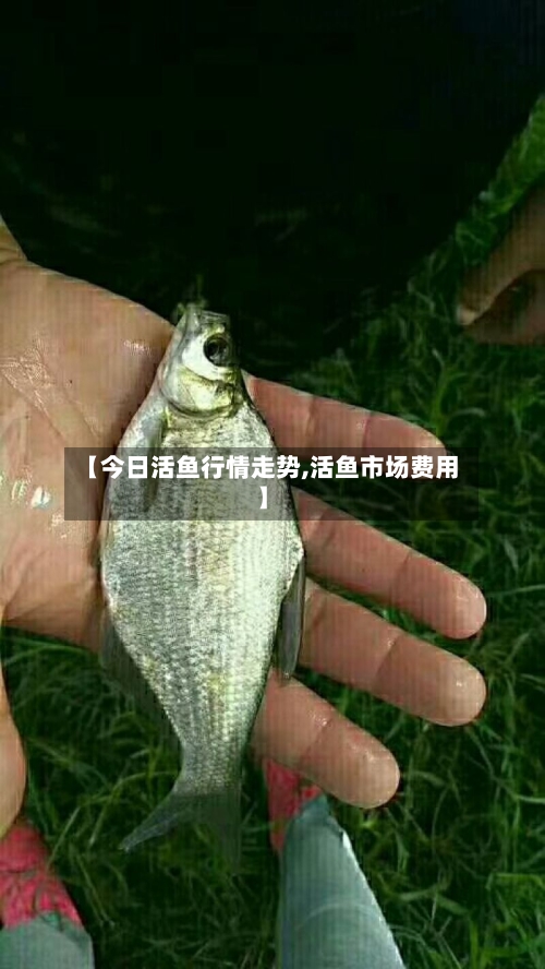 【今日活鱼行情走势,活鱼市场费用】-第2张图片