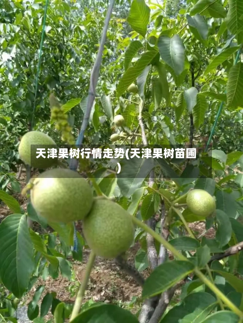 天津果树行情走势(天津果树苗圃)