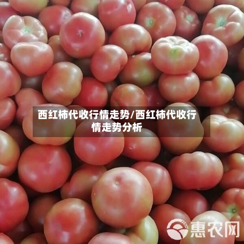 西红柿代收行情走势/西红柿代收行情走势分析