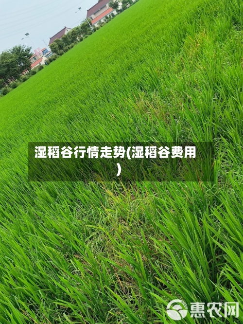 湿稻谷行情走势(湿稻谷费用)