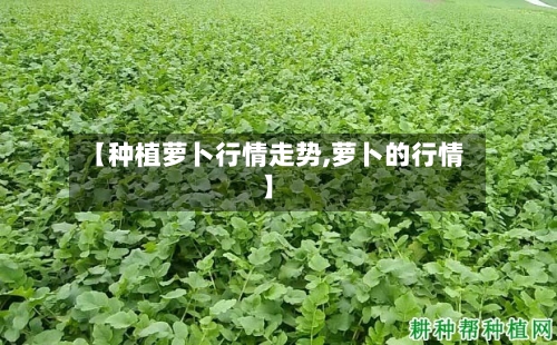 【种植萝卜行情走势,萝卜的行情】-第2张图片