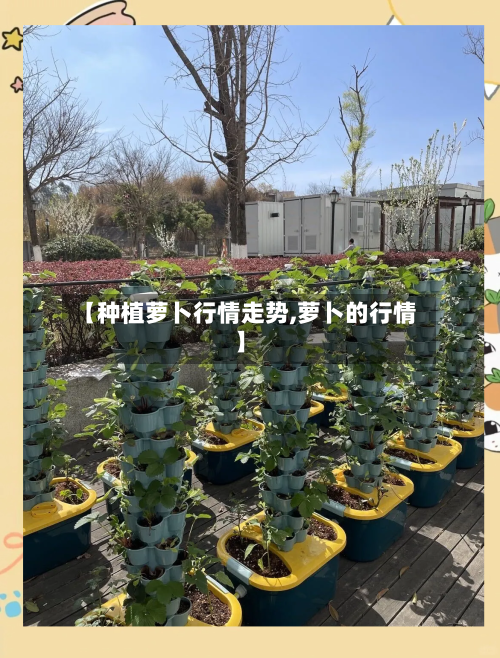 【种植萝卜行情走势,萝卜的行情】