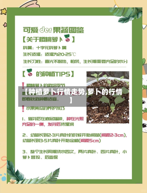 【种植萝卜行情走势,萝卜的行情】-第3张图片