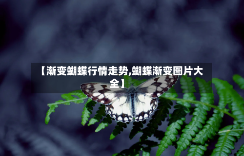 【渐变蝴蝶行情走势,蝴蝶渐变图片大全】