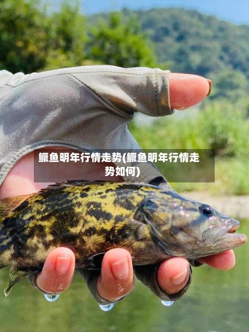 鳜鱼明年行情走势(鳜鱼明年行情走势如何)