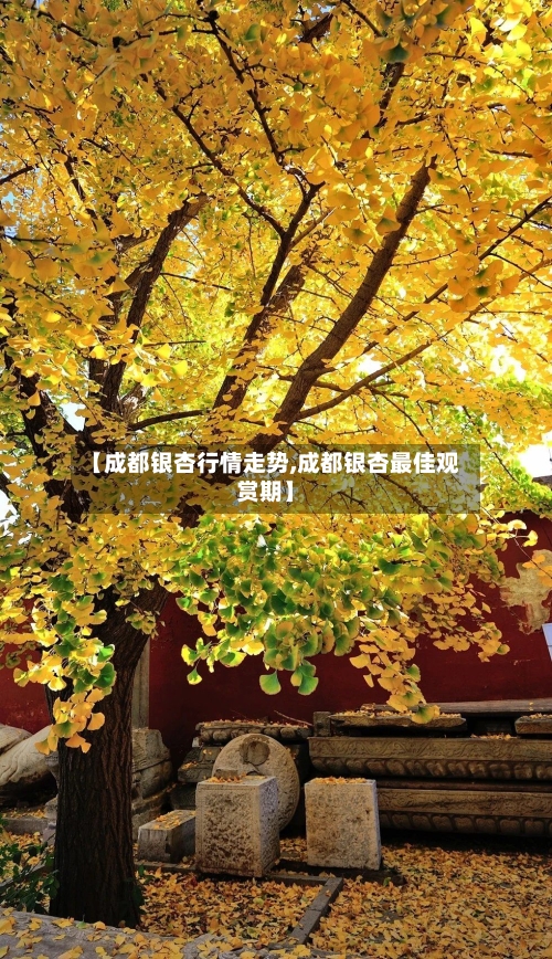 【成都银杏行情走势,成都银杏最佳观赏期】-第3张图片
