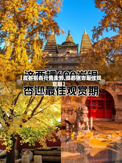【成都银杏行情走势,成都银杏最佳观赏期】-第2张图片