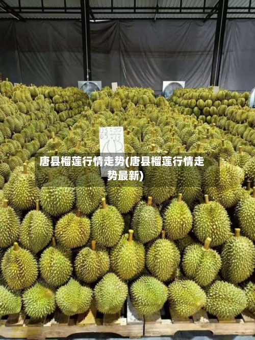 唐县榴莲行情走势(唐县榴莲行情走势最新)-第2张图片