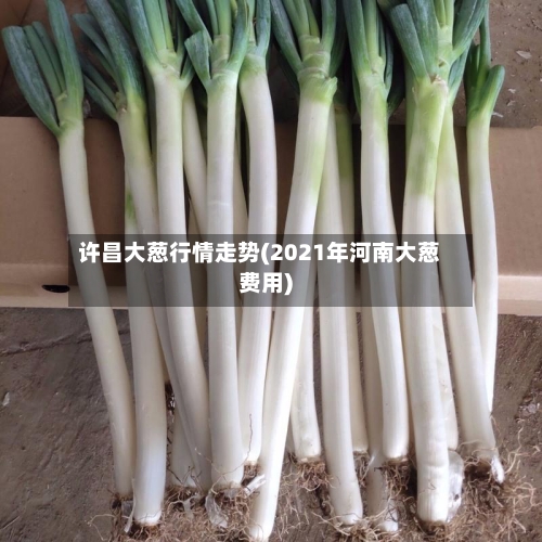 许昌大葱行情走势(2021年河南大葱费用)-第2张图片