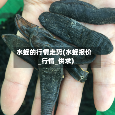 水蛭的行情走势(水蛭报价_行情_供求)-第2张图片