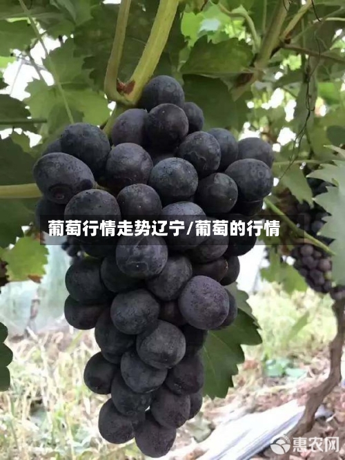 葡萄行情走势辽宁/葡萄的行情