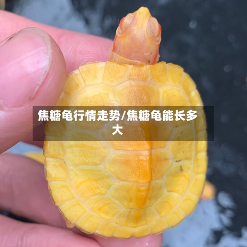 焦糖龟行情走势/焦糖龟能长多大-第2张图片