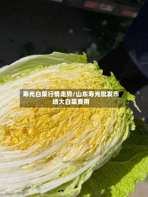 寿光白菜行情走势/山东寿光批发市场大白菜费用