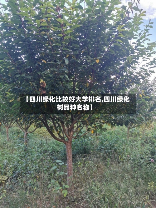 【四川绿化比较好大学排名,四川绿化树品种名称】