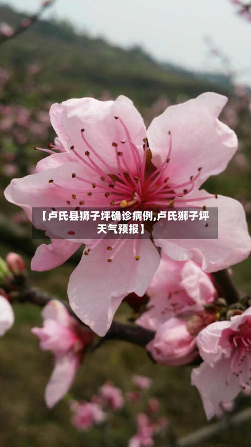 【卢氏县狮子坪确诊病例,卢氏狮子坪天气预报】-第2张图片
