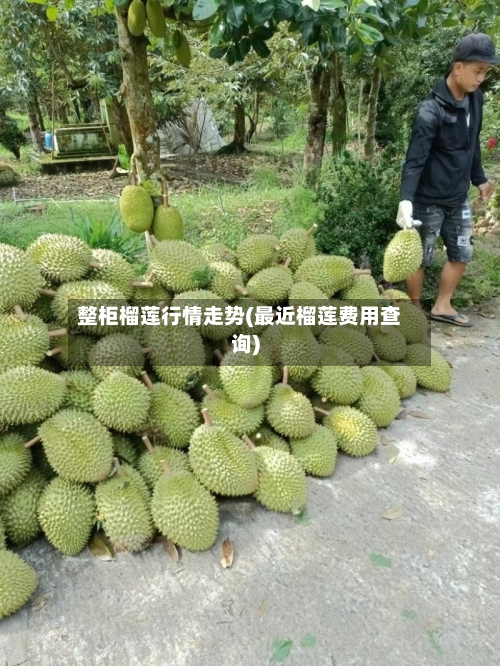 整柜榴莲行情走势(最近榴莲费用查询)-第3张图片