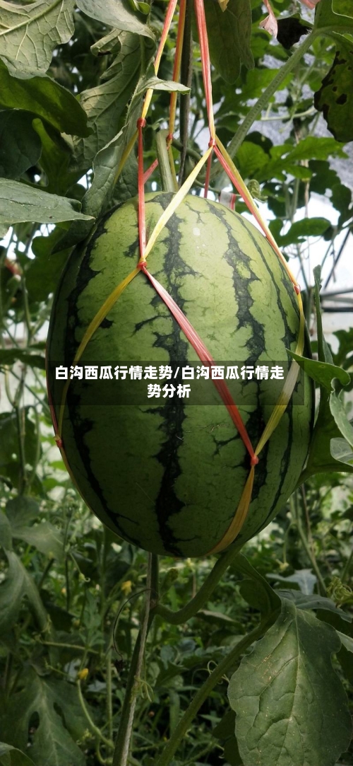 白沟西瓜行情走势/白沟西瓜行情走势分析-第3张图片