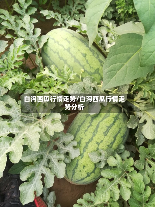 白沟西瓜行情走势/白沟西瓜行情走势分析-第2张图片