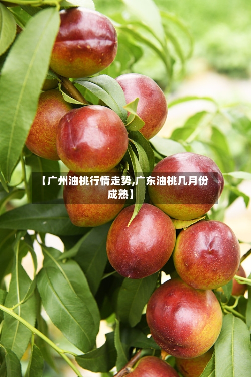 【广州油桃行情走势,广东油桃几月份成熟】