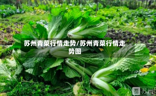 苏州青菜行情走势/苏州青菜行情走势图