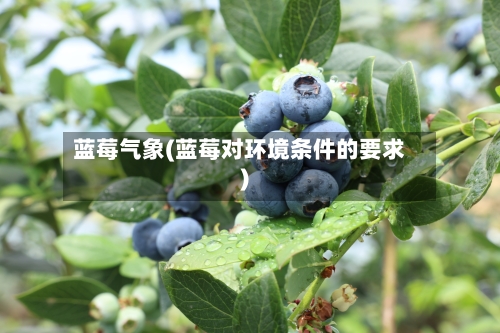 蓝莓气象(蓝莓对环境条件的要求)