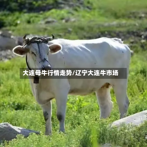 大连母牛行情走势/辽宁大连牛市场-第2张图片