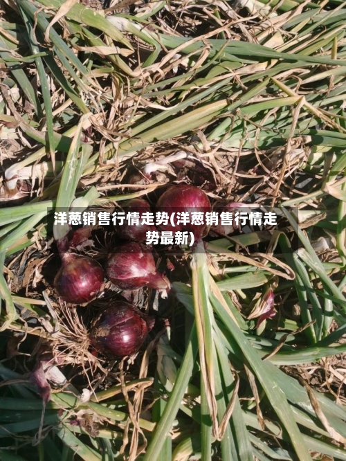 洋葱销售行情走势(洋葱销售行情走势最新)-第2张图片